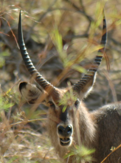 01 Tete De Waterbuck
